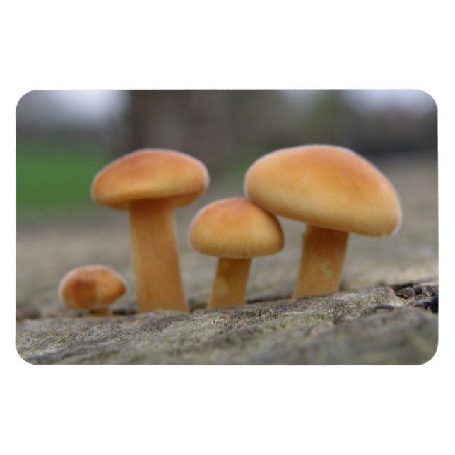 Tiny Toadstools Macro Premium Magnet (Horizontal)