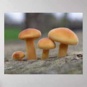 Tiny Toadstools Macro Print