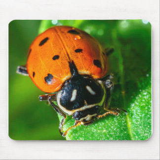 Tiny Traveler: Ladybug on a Leaf Mouse Mat