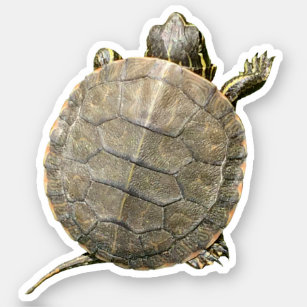Tiny Turtle (Tortoise) Photo Sticker
