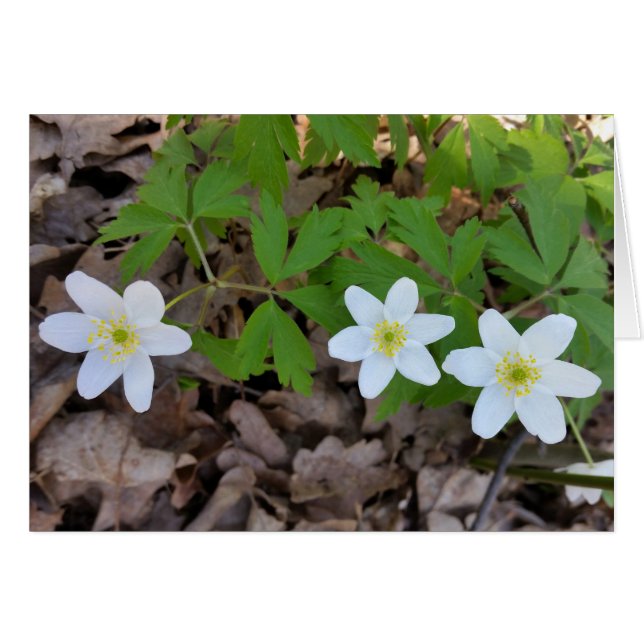 tiny white flowers (Front Horizontal)