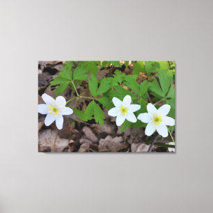 tiny white flowers canvas print