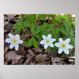tiny white flowers poster