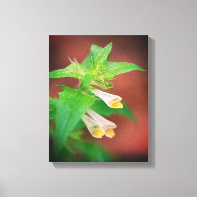 Tiny White Wildflower Close Up Canvas Print (Front)