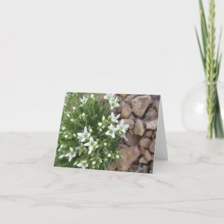 Tiny White Wildflowers and Rocks Notecard