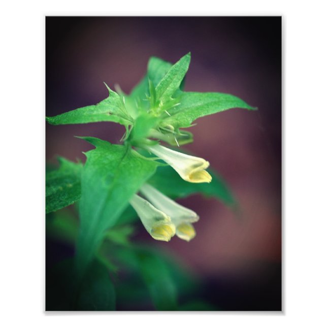 Tiny White Woodland Wildflower Close Up 8x10 Photo Print (Front)