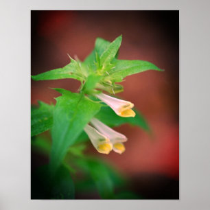 Tiny White Woodland Wildflower Close Up Poster