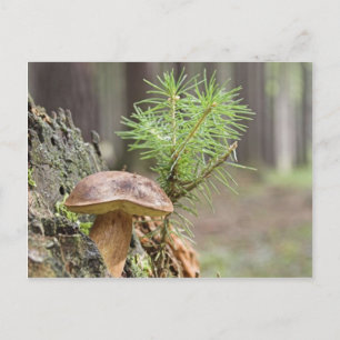 Tiny Wild Mushroom Postcard
