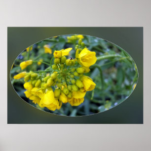 Tiny yellow flowers poster