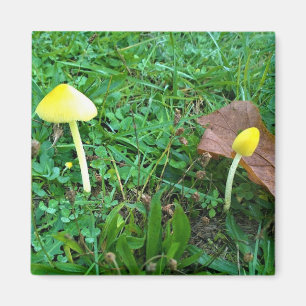 Tiny Yellow Mushrooms Magnet
