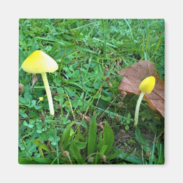 Tiny Yellow Mushrooms Magnet (Front)