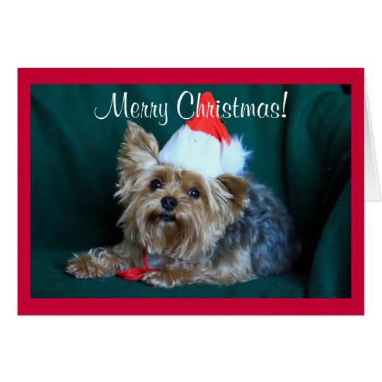 Tiny Yorkie in Santa Hat Card