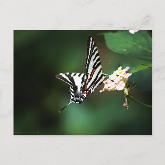 Tiny Zebra Postcard (Front)