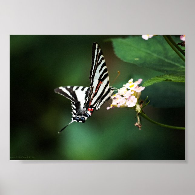 Tiny Zebra Print (Front)