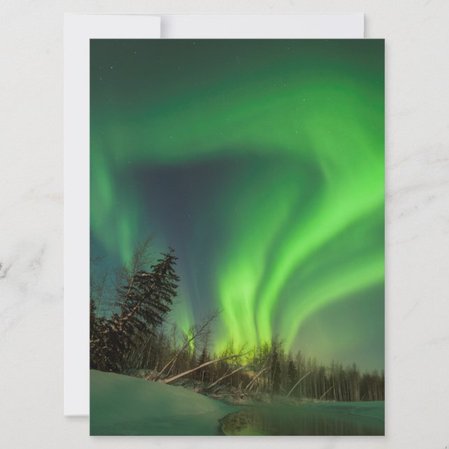 Tipping Spruce Aurora (Front)