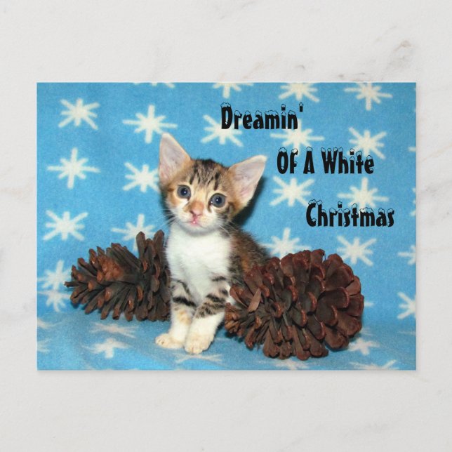Tippy's Christmas PostCard - Cat / Kitten (Front)