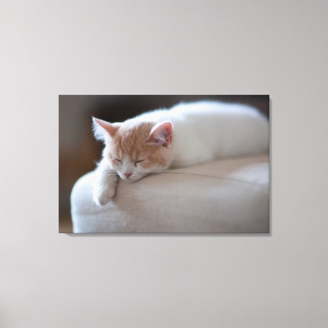 Tired Beige And White Kitten Canvas Print (Front)