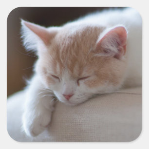 Tired Beige And White Kitten Square Sticker
