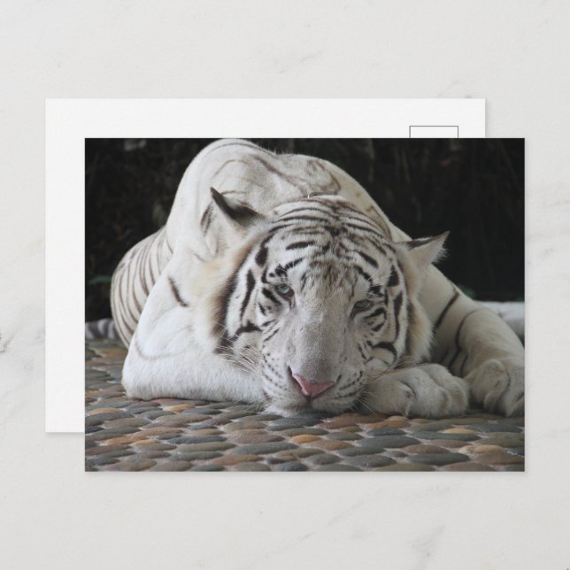 Tired Bengal White Tiger Lying On The Floor Postcard (Front/Back)