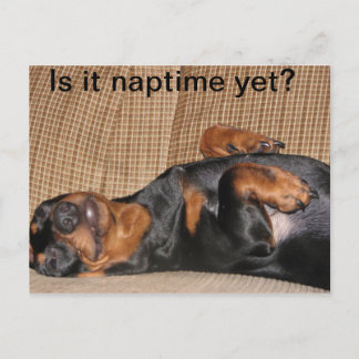 Tired Dachshund Postcard