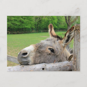 Tired donkey postcard