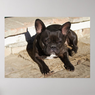 Tired French Bulldog Poster