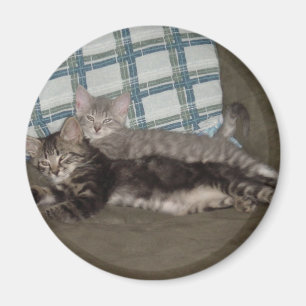 Tired Kitten Magnet