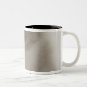 Tired Kitten Sleeping Two-Tone Coffee Mug