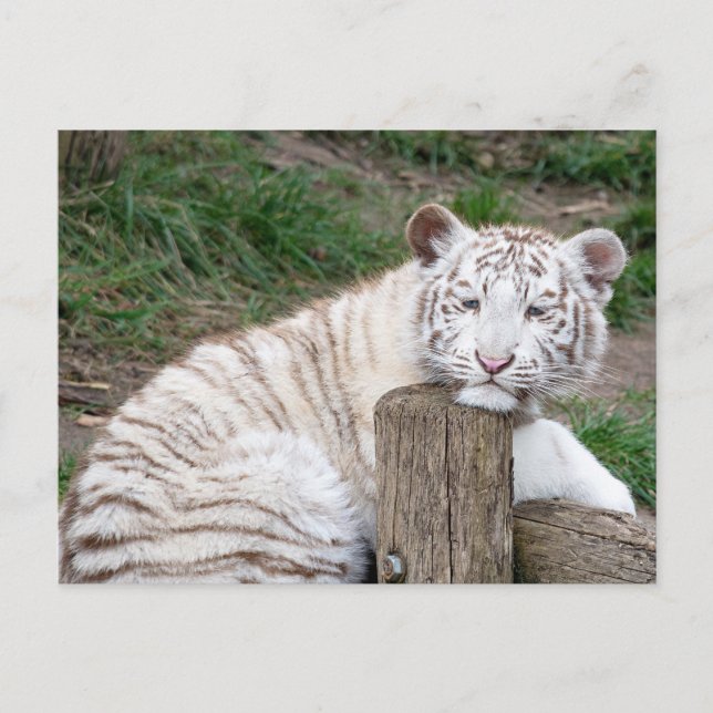Tired Sleepy White Tiger Resting On Tree Logs Postcard (Front)