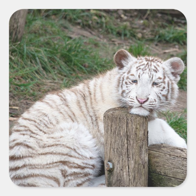Tired Sleepy White Tiger Resting On Tree Logs Square Sticker (Front)