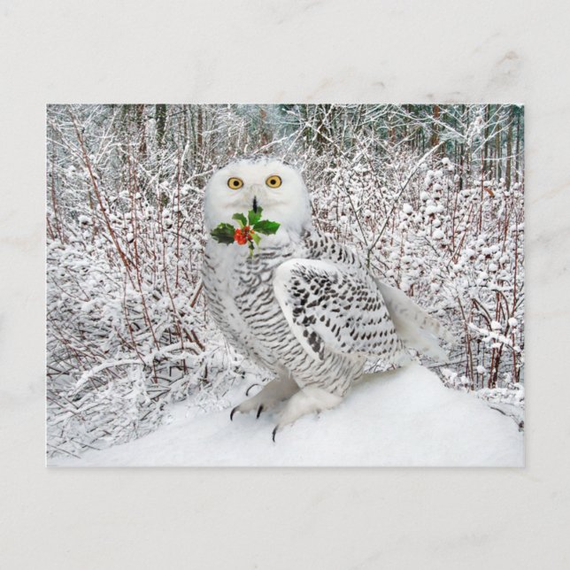 "T'is The Season" Postcard (Front)