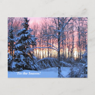 'Tis the Season  Up North, Mn Winter Holiday Postcard
