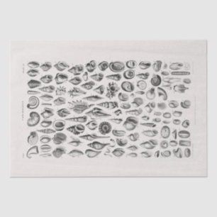 TISSUE PAPER : OLIVER GOLDSMITH : CONCHOLOGY