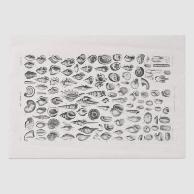 TISSUE PAPER : OLIVER GOLDSMITH : CONCHOLOGY (Front)