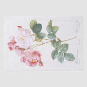 TISSUE PAPER : PIERRE'JOSEPH REDOUTÉ : ROSEBUSH