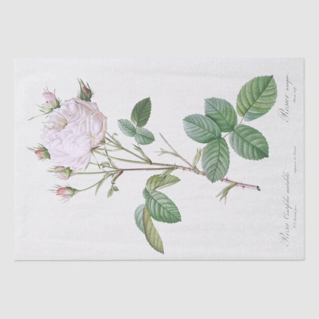 TISSUE PAPER : PIERRE'JOSEPH REDOUTÉ : WHITE ROSE (Front)