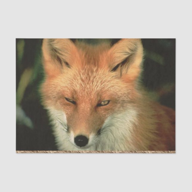 Tissue Paper Red Fox (Front)