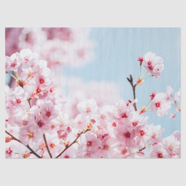 TISSUE PAPER : SAKURA : CHERRY BLOSSOMS  (Front)