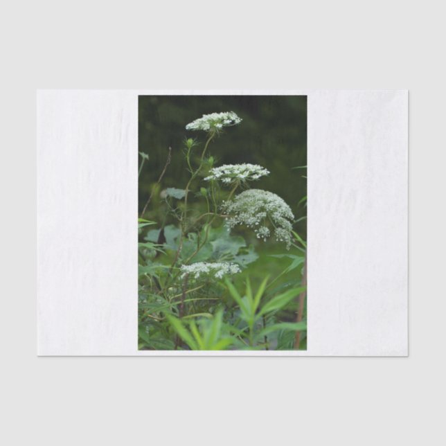 tissue paper template (Front)