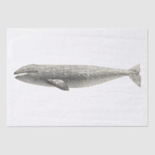 TISSUE PAPER : VINTAGE WHALE
