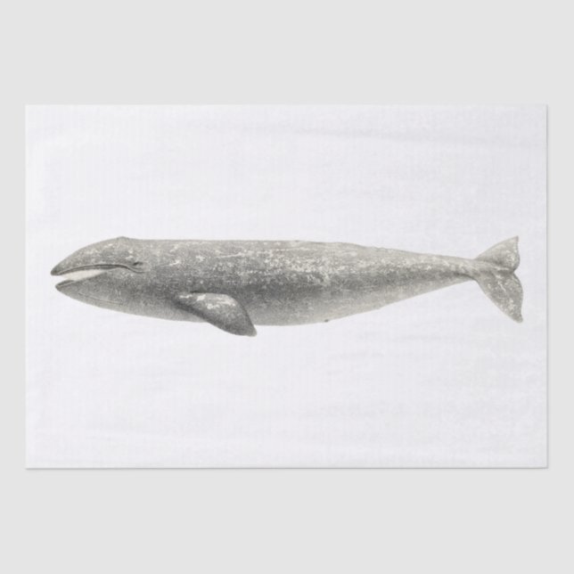 TISSUE PAPER : VINTAGE WHALE (Front)