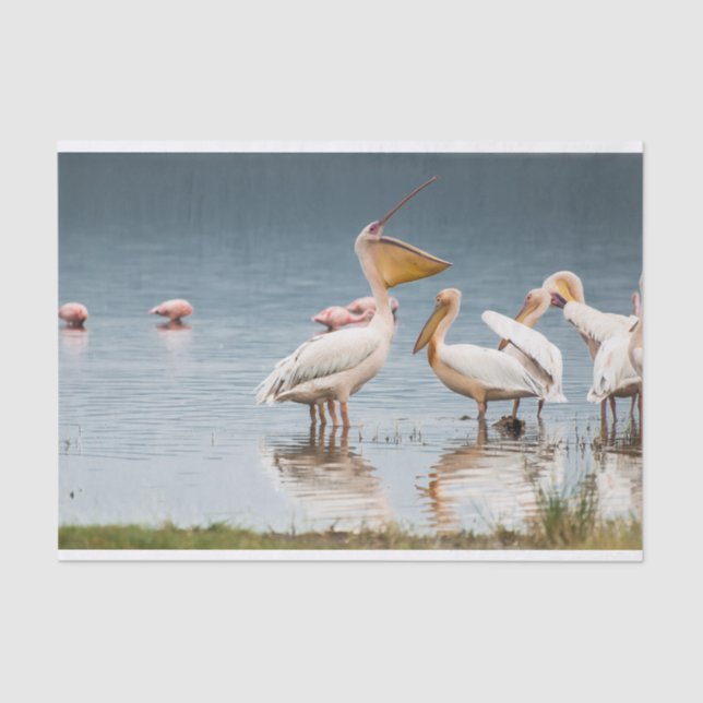 Tissue Paper with Image of Pelicans Chatting (Front)