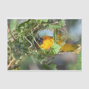 Tissue Paper with Image of Weaver Bird