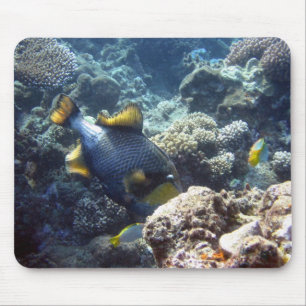 Titan Triggerfish on the Great Barrier Reef Mouse Mat