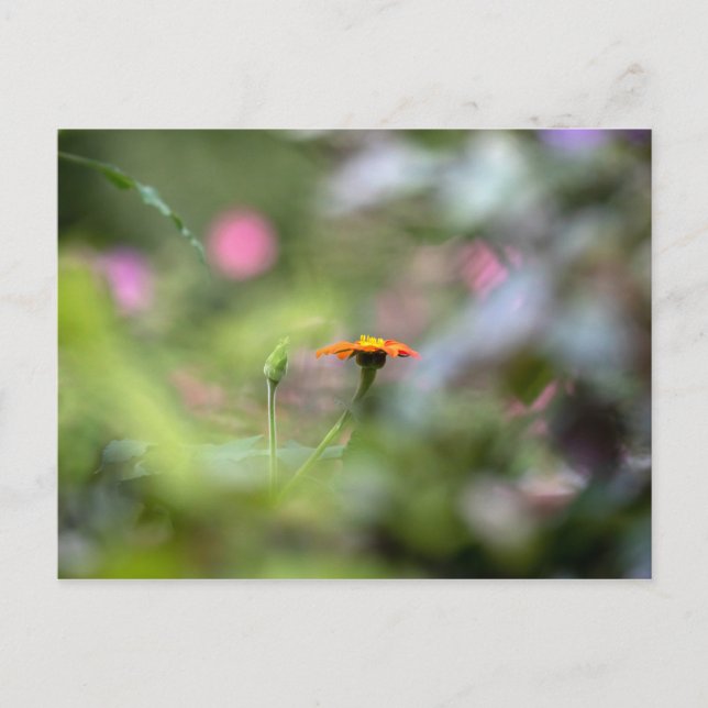 Tithonia In The Garden Postcard (Front)