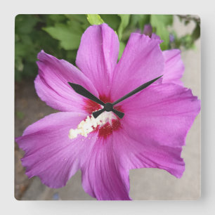 Title Pink Hibiscus Flower Floral Nature Clock