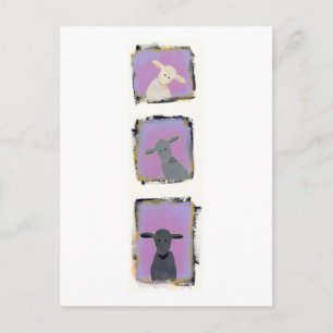 Titled:  White Sheep, Grey Sheep, Black Sheep Postcard