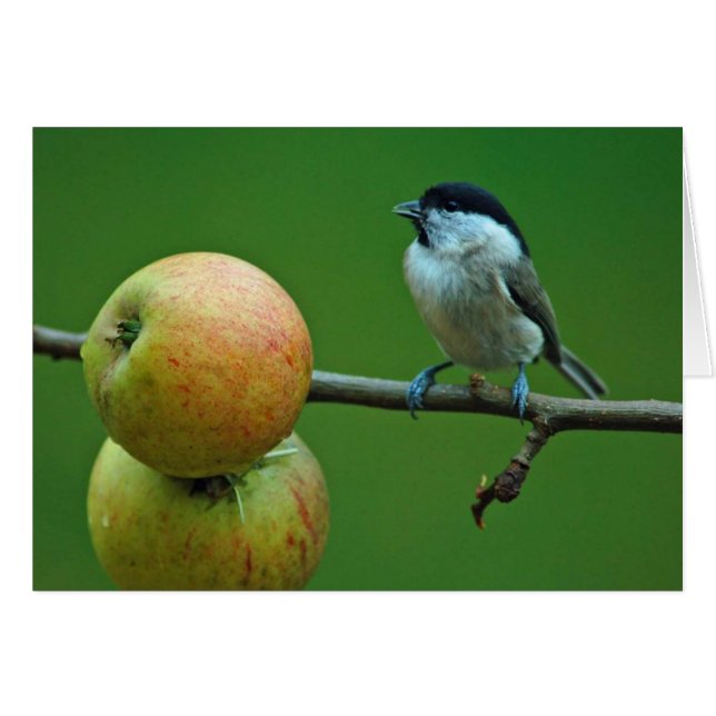 Titmouse and Cox Orange apples (Front Horizontal)