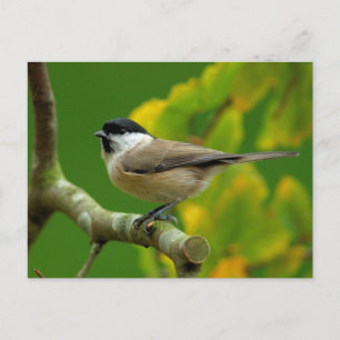 Titmouse in the autumn postcard