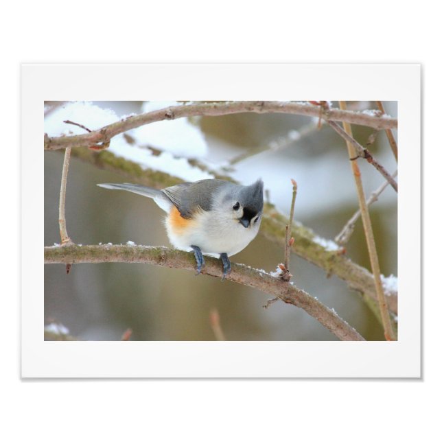 Titmouse Photo Print (Front)